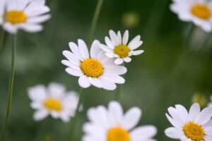 chamomile flower